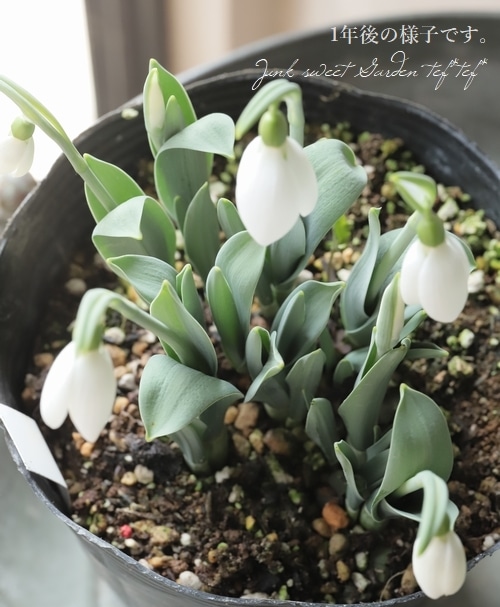 大輪スノードロップ・ガランサス 『イヴォンヌ・ヘイ』 シルバーリーフ