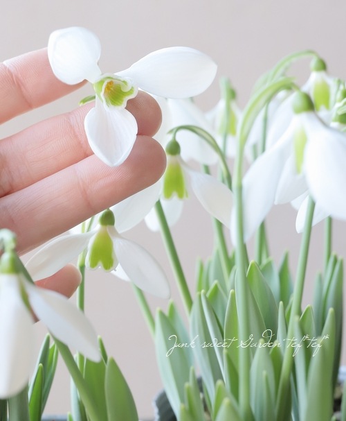 大輪スノードロップ・ガランサス 『イヴォンヌ・ヘイ』 シルバーリーフ