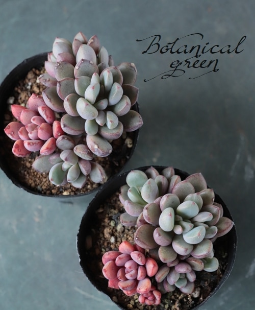 お纏め専用　多肉植物　❁︎パープルドリーム錦　ま未発根 多肉植物】 『パープルドリーム』 グラプトベリア属 いとうぐりーん