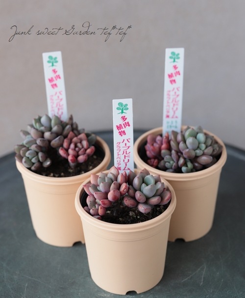 多肉植物】 『パープルドリーム』 グラプトベリア属 いとうぐりーん