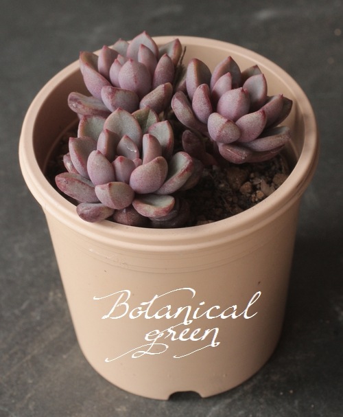 多肉植物】 『パープルドリーム』 グラプトベリア属 いとうぐりーん