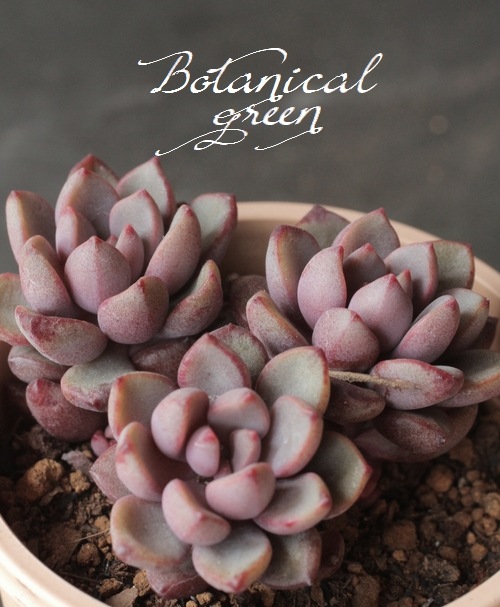 お纏め専用　多肉植物　❁︎パープルドリーム錦　ま未発根 お纏め専用 多肉植物 ❁︎パープルドリーム錦 ま未発根