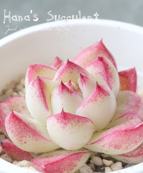 ¿ʪ ٥ꥢ إɥ꡼९ ڤϤʤ¿ۡ