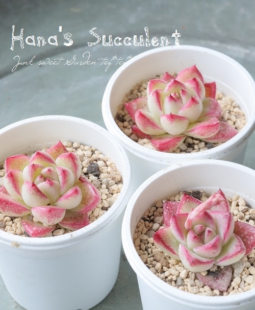 ¿ʪ ٥ꥢ إɥ꡼९ ڤϤʤ¿ۡ