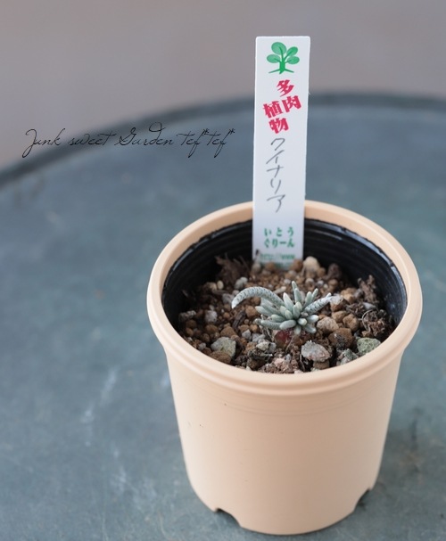 アボニア クイナリア ピンク花の多肉植物 約43mm アボニア・クイナリア