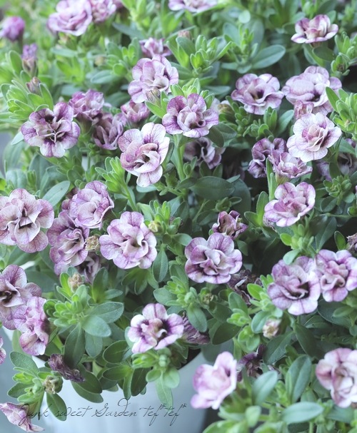 松原園芸】 カリブラコア 『ヴェールスフレ』 (1-1) | すべての商品