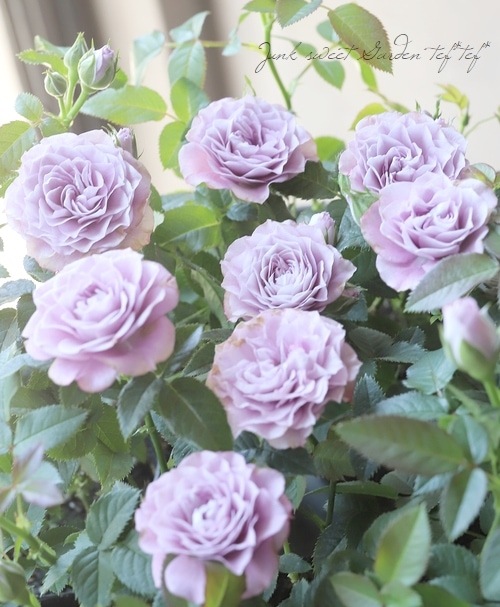 �ߥ˥Х顦������ʡ��إ���ץ롼�֥ɥ֥롼��