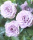 �ߥ˥Х顦������ʡ��إ���ץ롼�֥ɥ֥롼��
