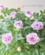 �ߥ˥Х顦������ʡ��إ���ץ롼�֥ɥ֥롼��