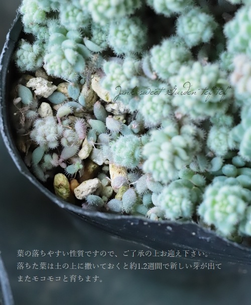 多肉植物】セダム 『クリームタマタンパク』 (斑入り玉蛋白) | すべて