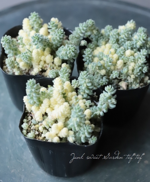 多肉植物 クリーム玉蛋白※カット※葉挿し※種※もけもけ～レアセダム～玉