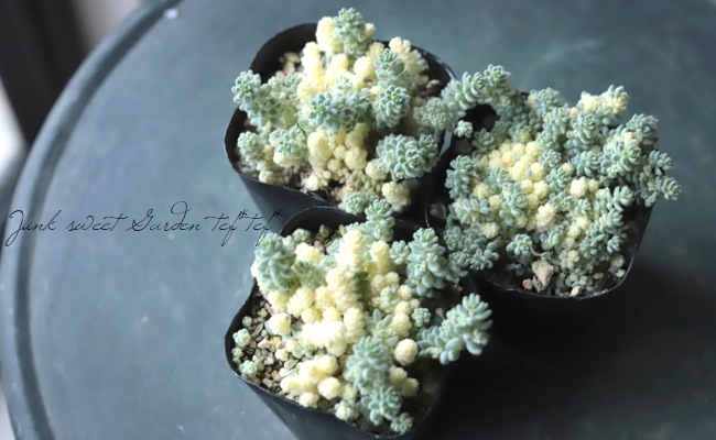 多肉植物 激レアセダム クリーム玉蛋白 5カット(カットに付き根っこ