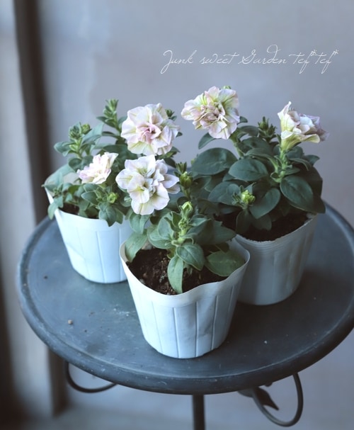 八重咲きペチュニア・バニラシリーズ 『マリリンピンク』 | すべての