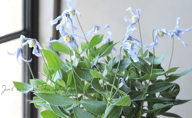 立木性クレマチス・インテグリフォリア系 『ヘンダーソニー