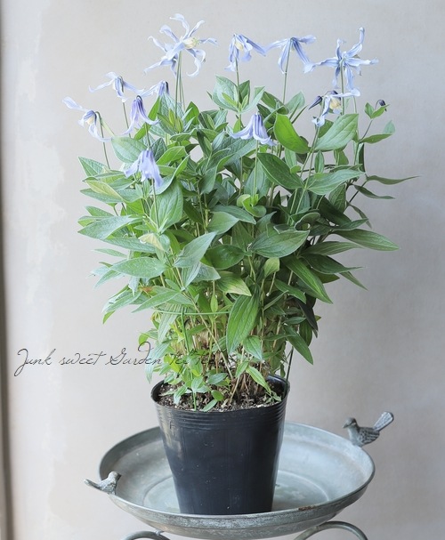 立木性クレマチス・インテグリフォリア系 『ヘンダーソニー』 | すべて