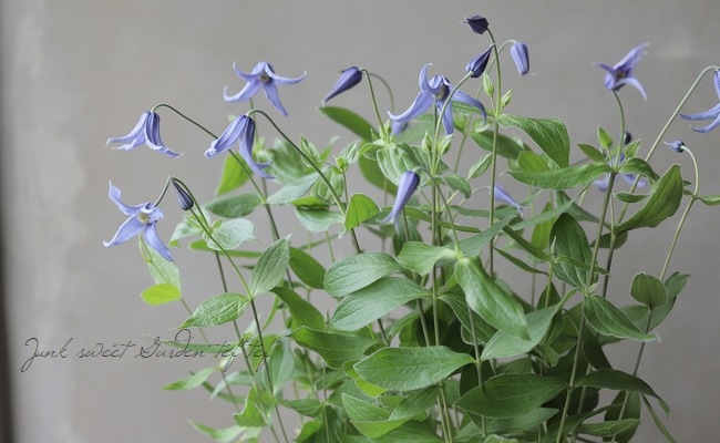 71＊インテグリフォリア系クレマチス（ヘンダーソニー）　2年苗 楽天市場】クレマチス インテグリフォリア 'ヘンダーソニー' 2年苗