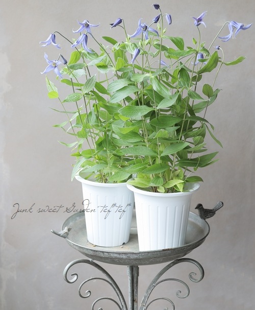 立木性クレマチス・インテグリフォリア系 『ヘンダーソニー』 | すべて