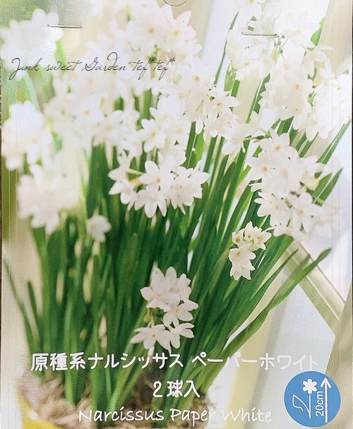 球根】 原種系ナルシッサス 『ペーパーホワイト』 水仙 | すべての商品