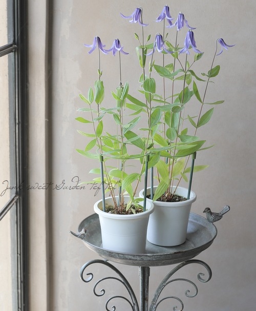 立木性クレマチス・インテグリフォリア系 『ヘンダーソニー』 | すべて