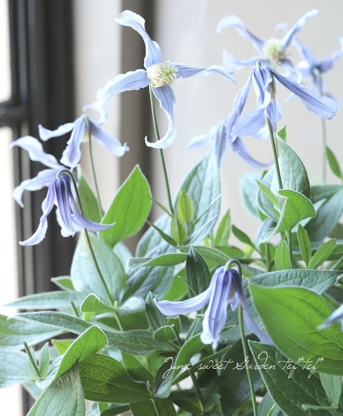 立木性クレマチス・インテグリフォリア系 『ヘンダーソニー』 | すべて