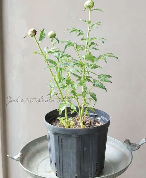 芍薬 『ムーンオブニッポン』 | すべての商品 | | Junk sweet Garden