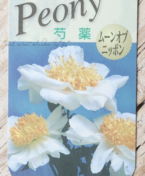 芍薬 『ムーンオブニッポン』 | すべての商品 | | Junk sweet Garden