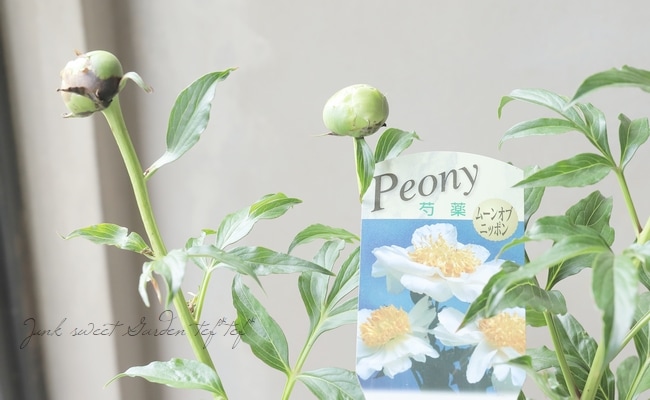 芍薬 『ムーンオブニッポン』 | すべての商品 | | Junk sweet Garden