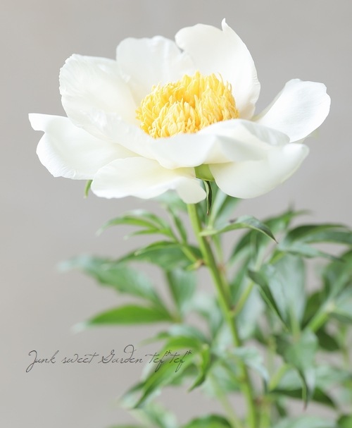 芍薬 『ムーンオブニッポン』 | すべての商品 | | Junk sweet Garden