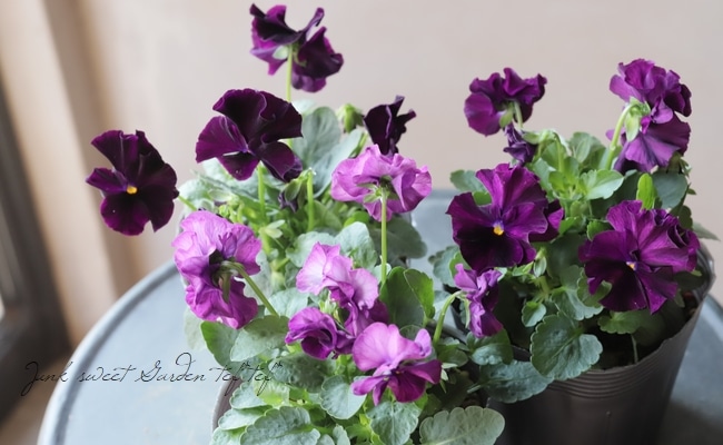 ���ߤ�ȥѥ󥸡����إե����ɡ���� 2019ǯ���ʼ��