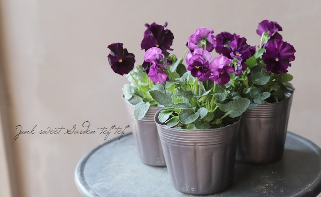 ���ߤ�ȥѥ󥸡����إե����ɡ���� 2019ǯ���ʼ��