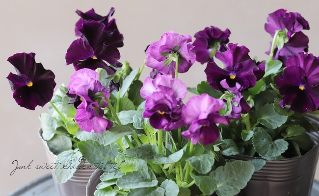 ���ߤ�ȥѥ󥸡����إե����ɡ���� 2019ǯ���ʼ��