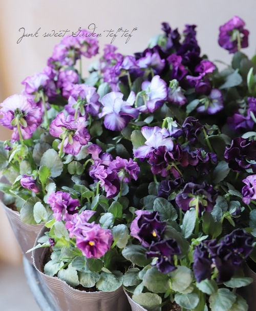 ���ߤ�ȥѥ󥸡����إե����ɡ���� 2019ǯ���ʼ��