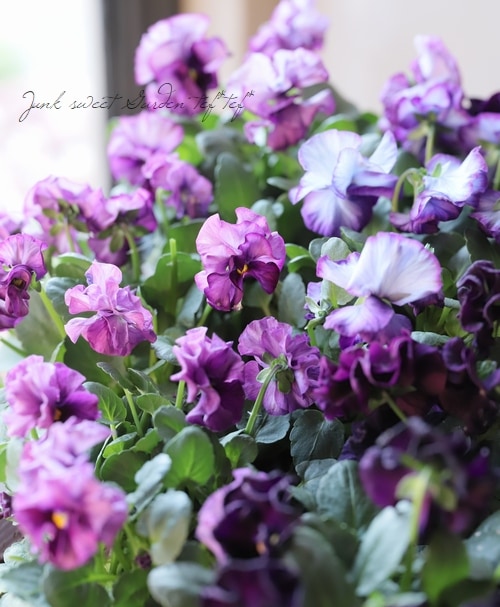 ���ߤ�ȥѥ󥸡����إե����ɡ���� 2019ǯ���ʼ��