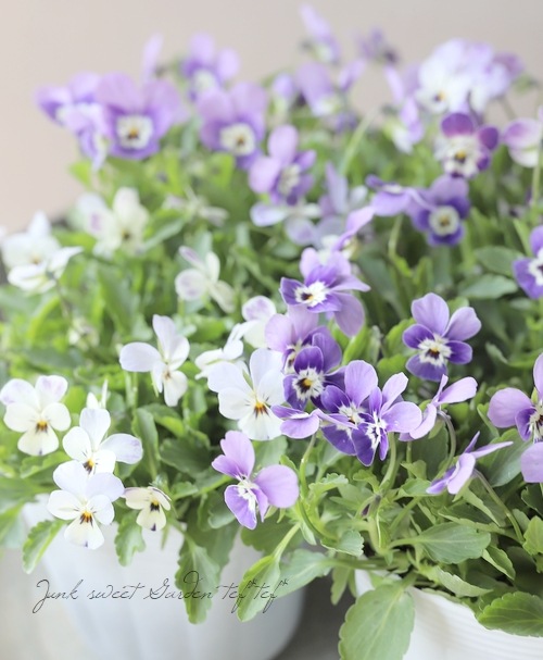 ナナ様　確認用　ビオレッタ ○ビオラ・ビオレッタ 『V.ヴィーナス』 | すべての商品 | | Junk