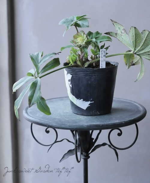 クリスマスローズ 静岡県・杉光園芸 杉山交配 『原種ダブルアトロ