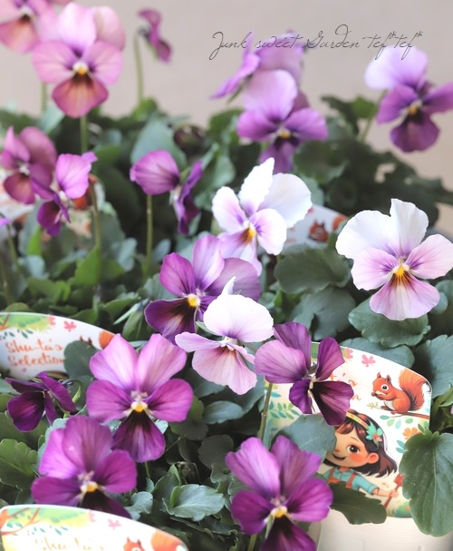 ○ビオラ 『パルプンテ MIX』 | すべての商品 | | Junk sweet Garden