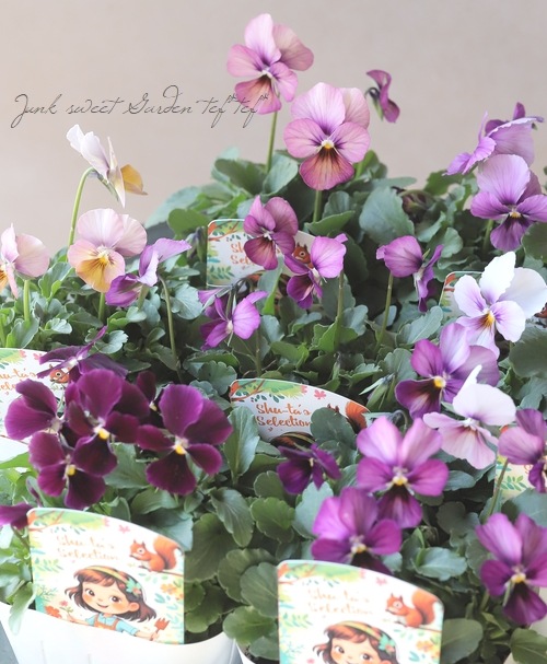 ○ビオラ 『パルプンテ MIX』 | すべての商品 | | Junk sweet Garden