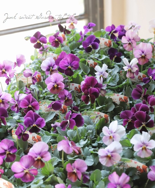 ○ビオラ 『パルプンテ MIX』 | すべての商品 | | Junk sweet Garden