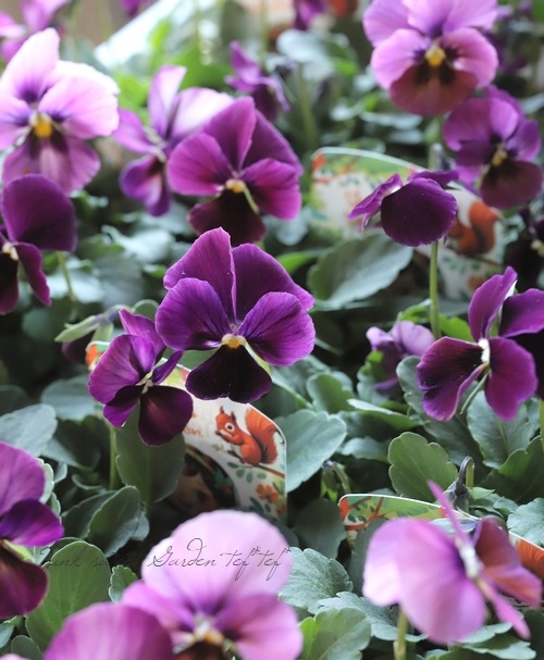 ○ビオラ 『パルプンテ MIX』 | すべての商品 | | Junk sweet Garden