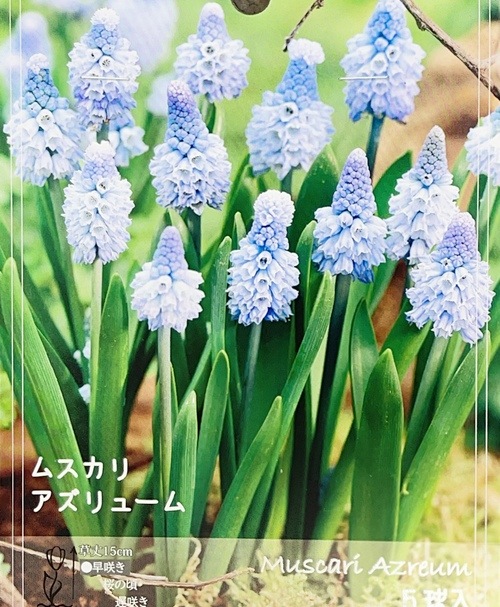 ���ڵ庬��ʪ�� ��餭�ॹ���� �إ�����塼�ࡦ�֥롼�� 