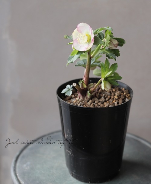 クリスマスローズ 『ピンクシングル』 【No.D】 | すべての商品