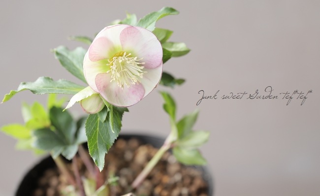 クリスマスローズ 『ピンクシングル』 【No.D】 | すべての商品