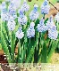 ���ڵ庬��ʪ�� ��餭�ॹ���� �إ�����塼�ࡦ�֥롼�� 