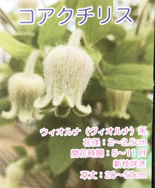 壷型クレマチス・ヴィオルナ系 『コアクチリス』 新枝咲き | すべての