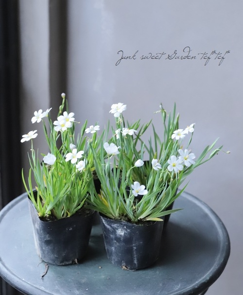 山野草】 姫菖蒲 『白花』 | すべての商品 | | Junk sweet Garden tef*tef*