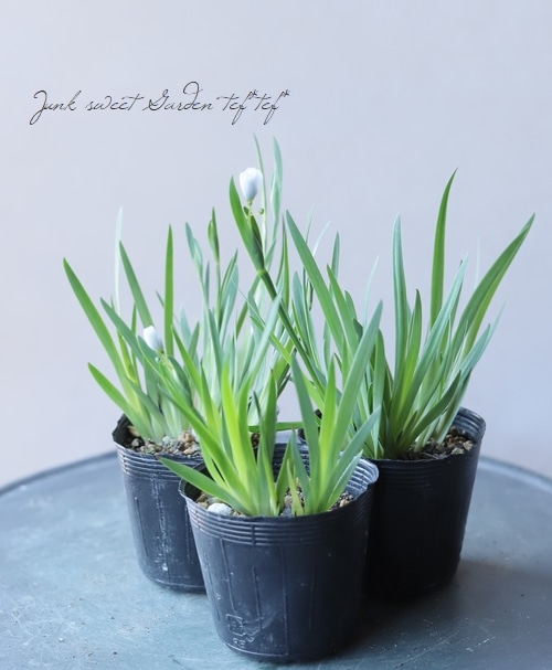 山野草】 姫菖蒲 『白花』 | すべての商品 | | Junk sweet Garden tef*tef*