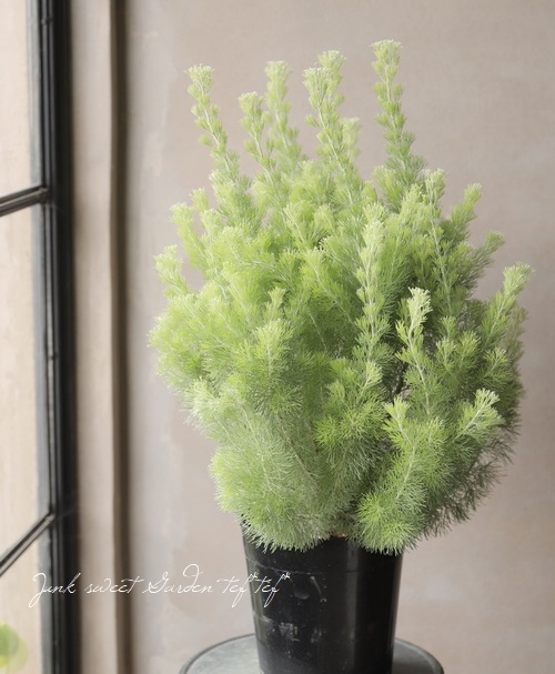 �����ʼ���ǥʥ󥵥����إ���Хˡ��������꡼�֥å����