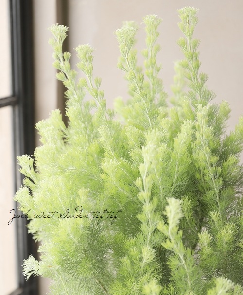 �����ʼ���ǥʥ󥵥����إ���Хˡ��������꡼�֥å����