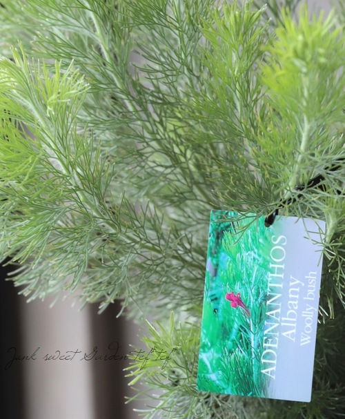 �����ʼ���ǥʥ󥵥����إ���Хˡ��������꡼�֥å����