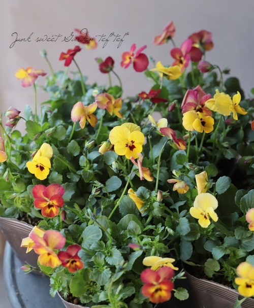 ߤȥܥӥ顡إ269١ԥ󥯡